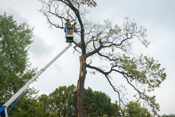 How Our Tree Care Process Works  in  Blue Grass, IA