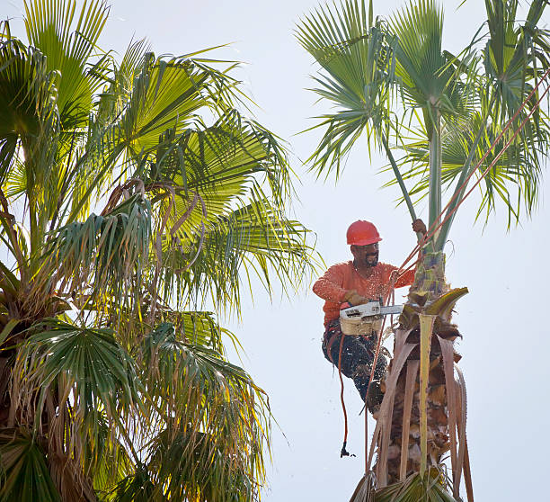 Best Tree Health Inspection  in Blue Grass, IA